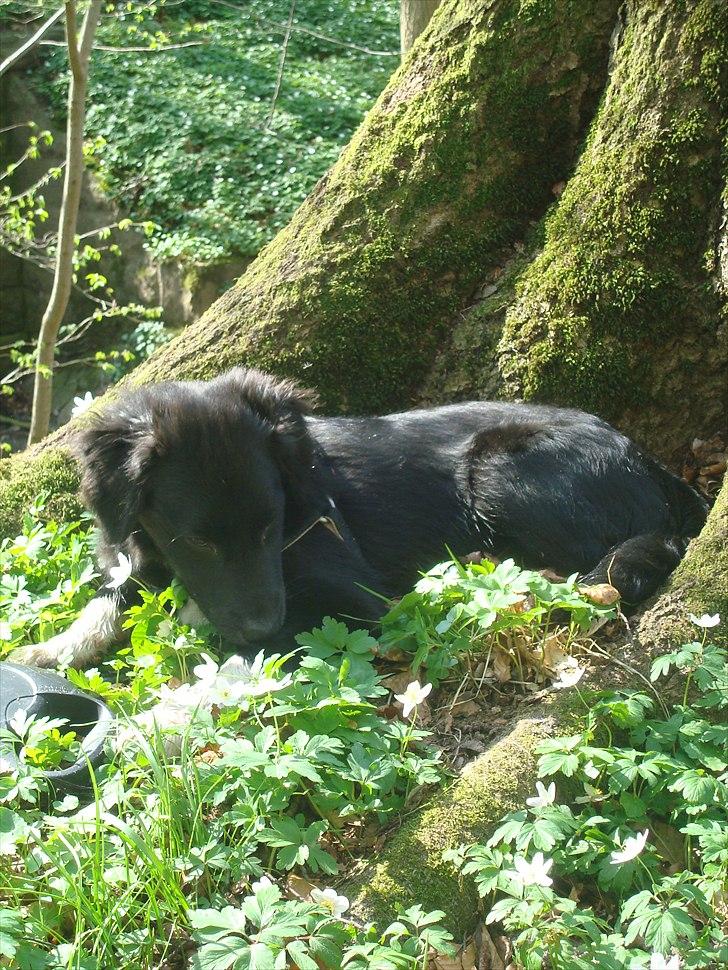 Blanding af racer Mille  billede 12