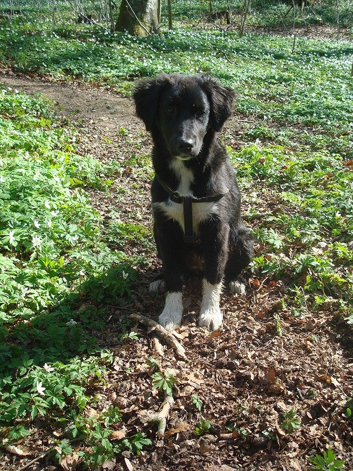 Blanding af racer Mille  billede 13