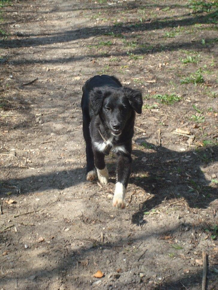 Blanding af racer Mille  billede 14