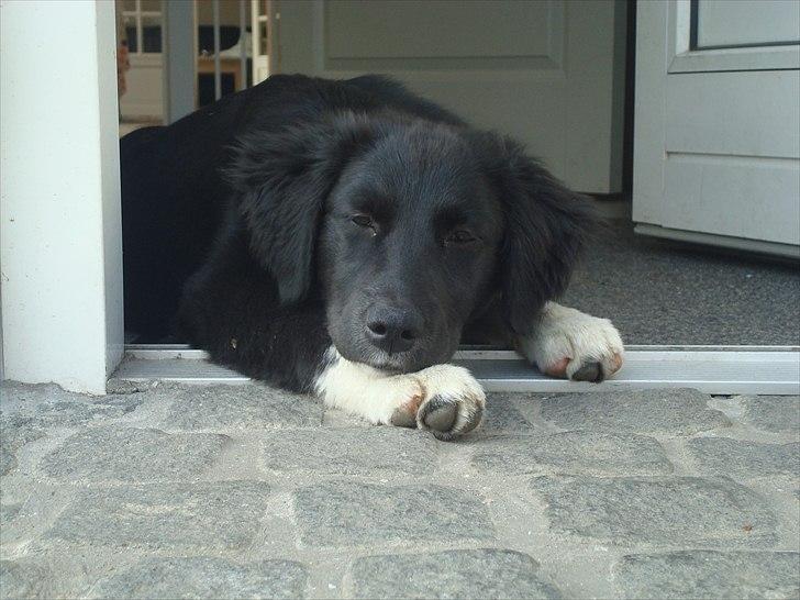 Blanding af racer Mille  billede 15