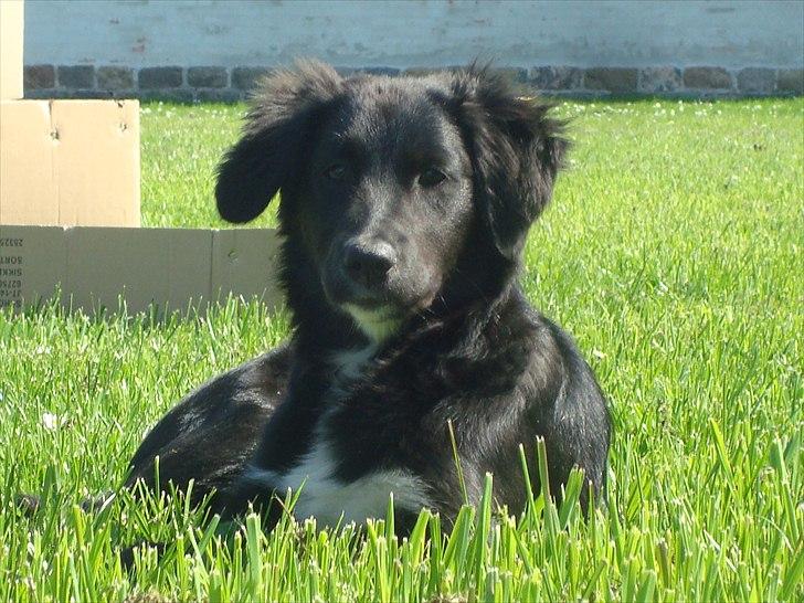 Blanding af racer Mille  billede 16