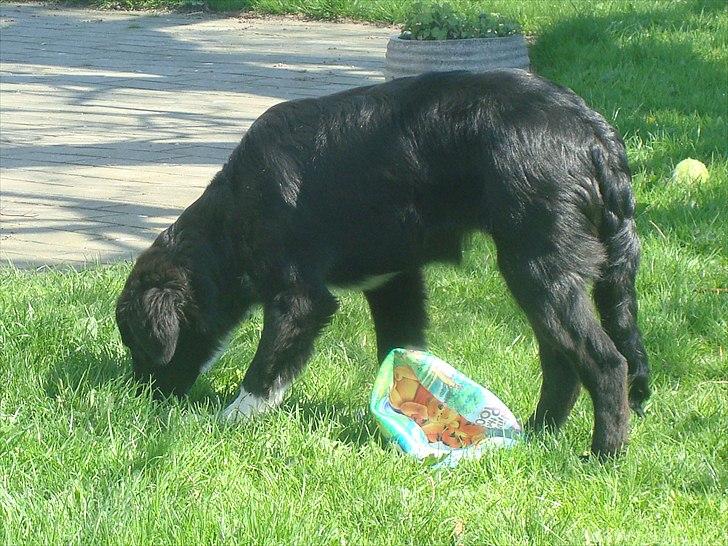 Blanding af racer Mille  billede 17