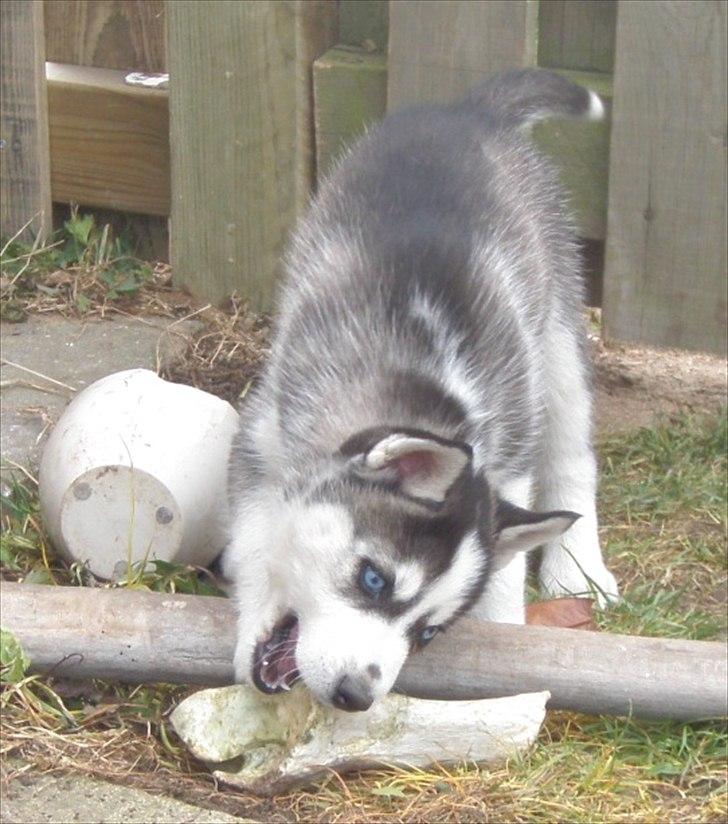 Siberian husky Zizi billede 5