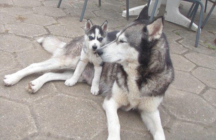 Siberian husky Zizi billede 6