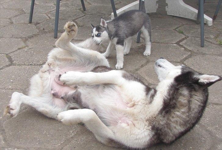 Siberian husky Zizi billede 7