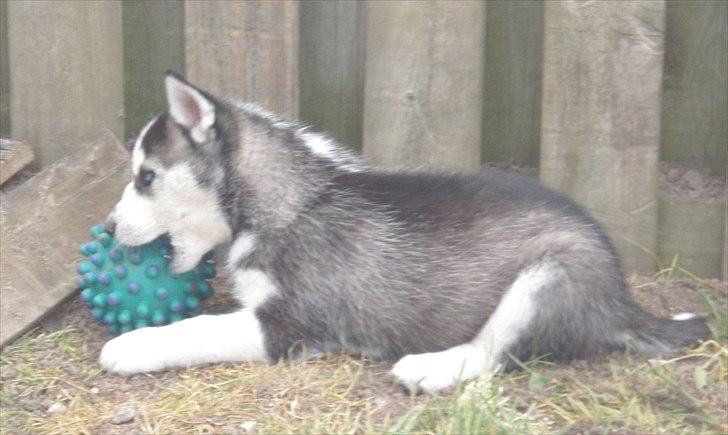 Siberian husky Zizi billede 8
