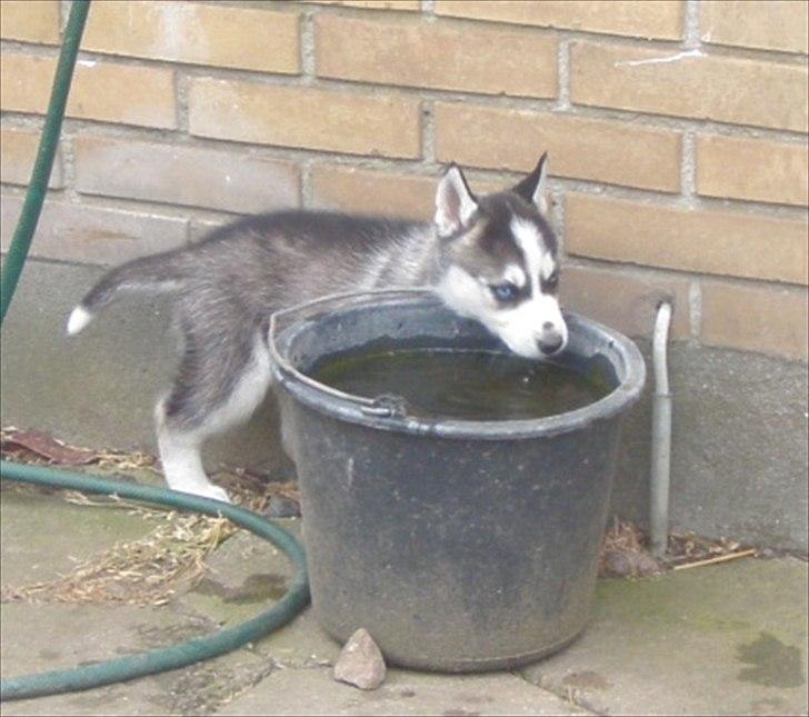 Siberian husky Zizi billede 9