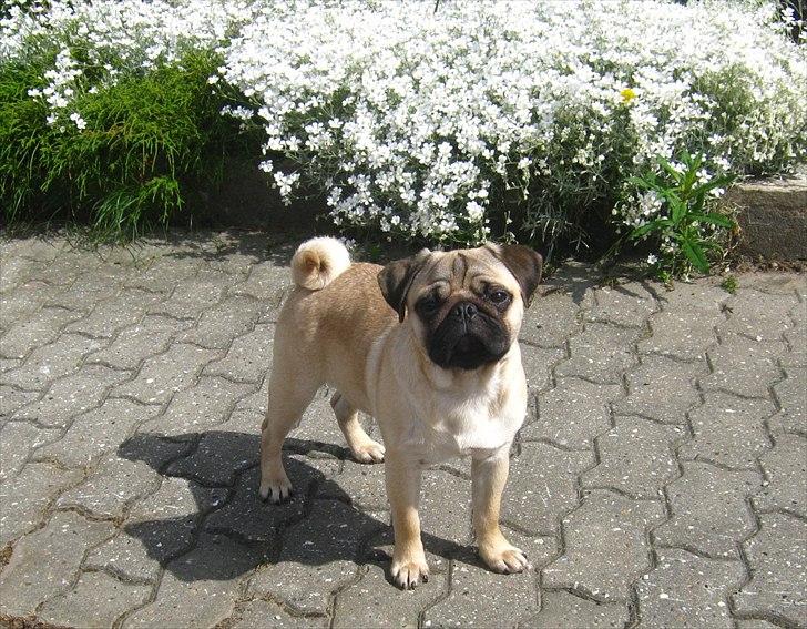 Mops Del Sur Andalusi Pikachu - Pikachu 6 måneder billede 4