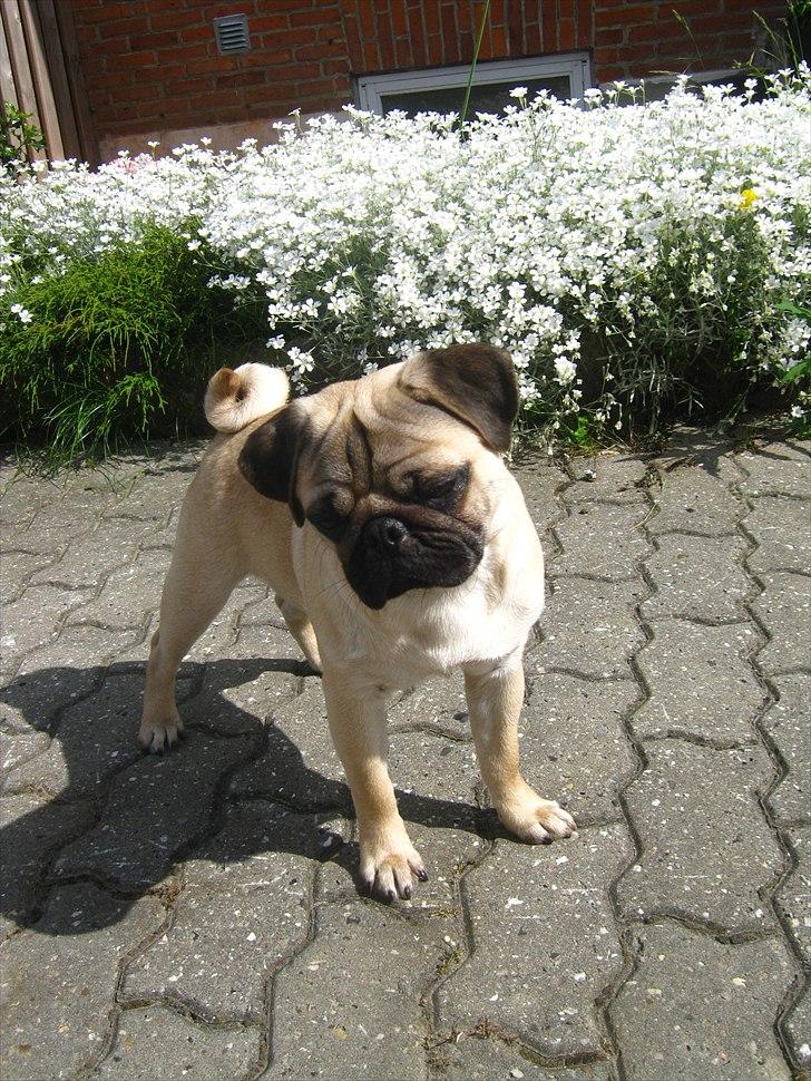 Mops Del Sur Andalusi Pikachu billede 6