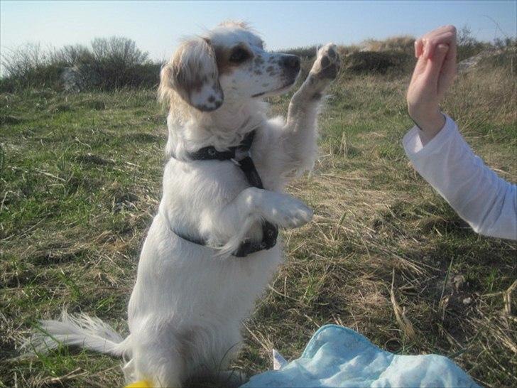 Blanding af racer Vita - græsk gadehund billede 20