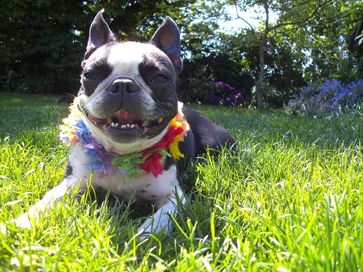 Boston terrier Flora billede 1