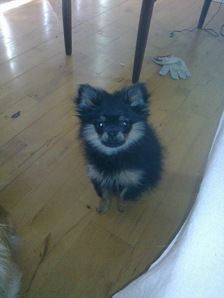 Blanding af racer Emma billede 1