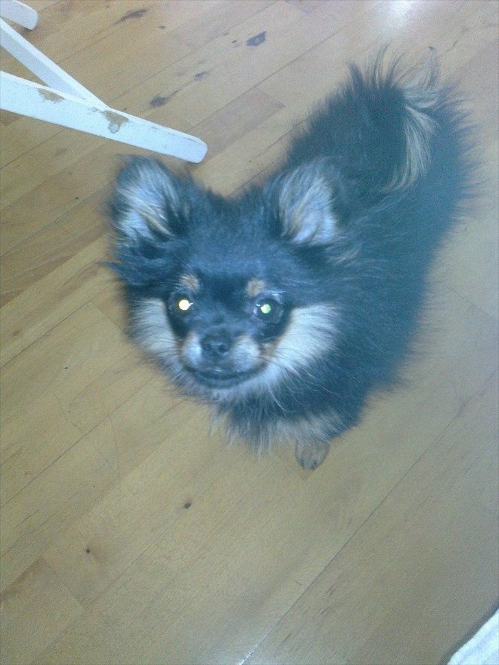 Blanding af racer Emma billede 2