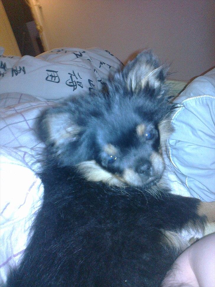 Blanding af racer Emma billede 3