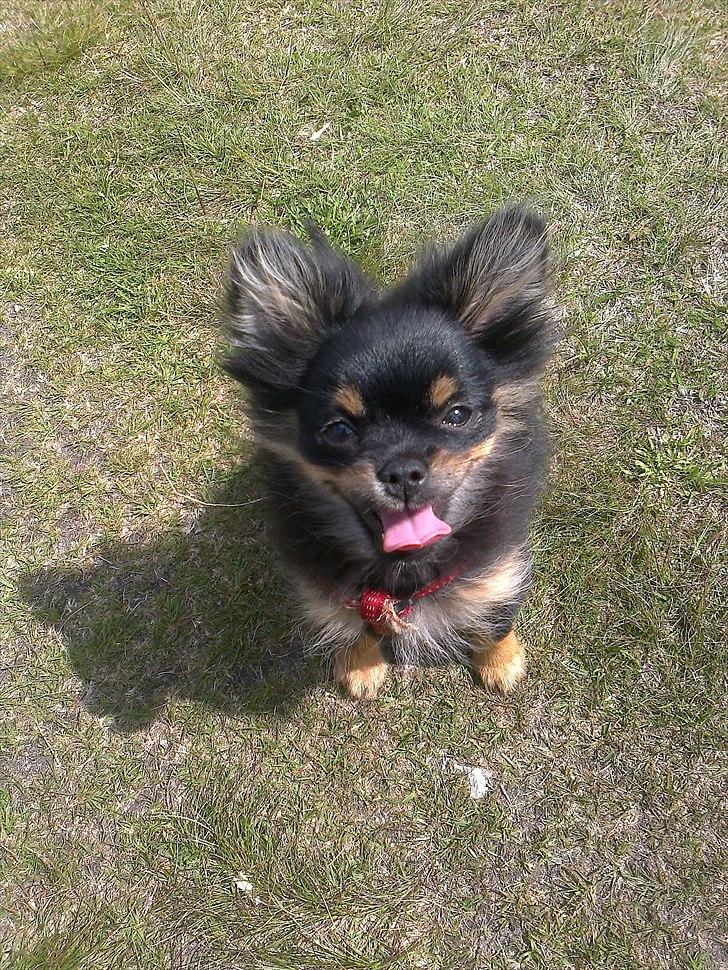 Blanding af racer Emma billede 4