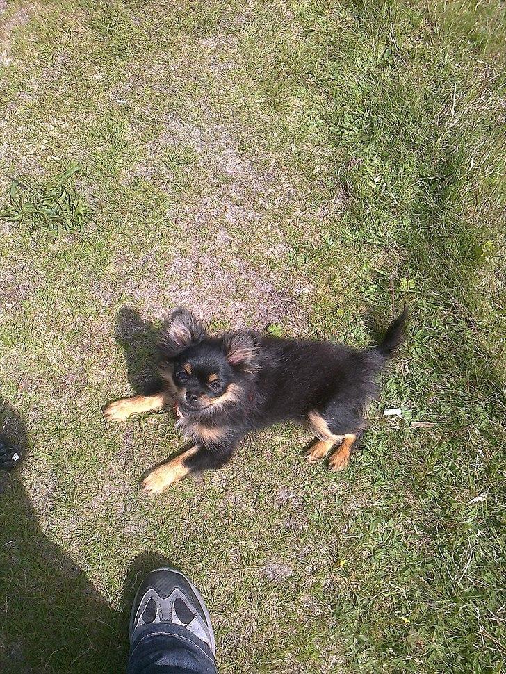 Blanding af racer Emma billede 5