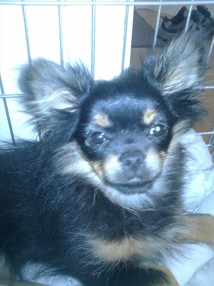 Blanding af racer Emma billede 6