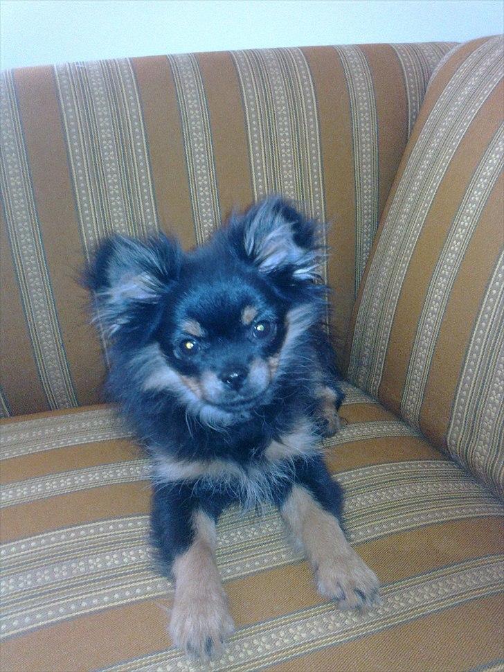 Blanding af racer Emma billede 7