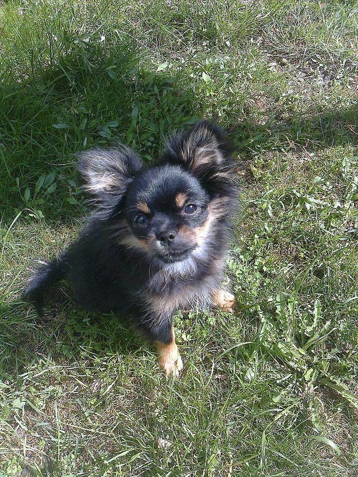 Blanding af racer Emma billede 8