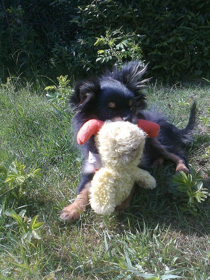 Blanding af racer Emma billede 9