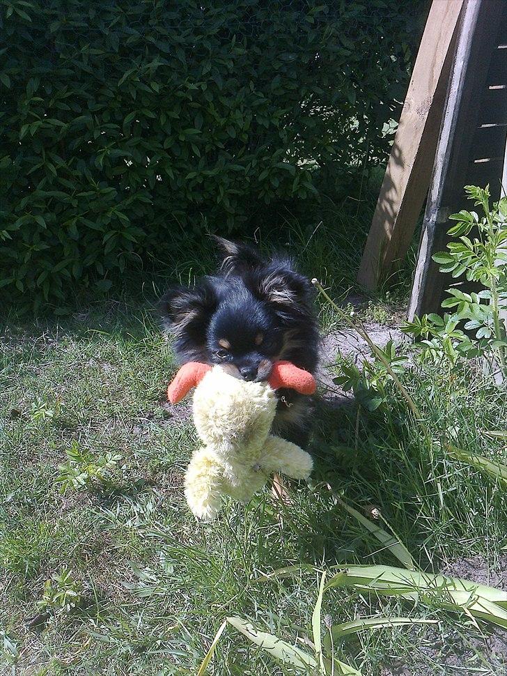 Blanding af racer Emma billede 10