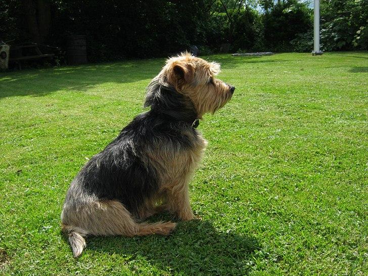 Norfolk terrier Aesir´s Chico - 2/6/11 billede 2