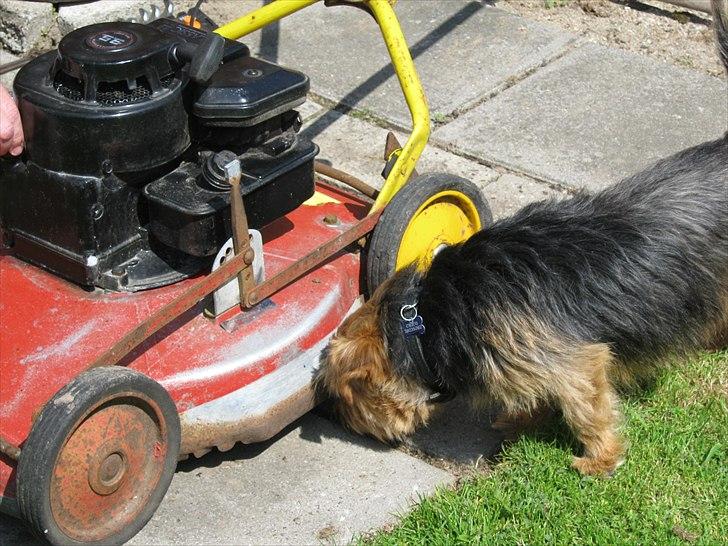 Norfolk terrier Aesir´s Chico - 2/6/11 Skal helst være med hvor det sker billede 3