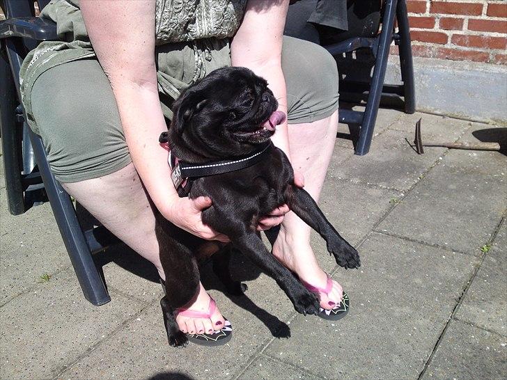 Mops Greenland's Emma billede 1