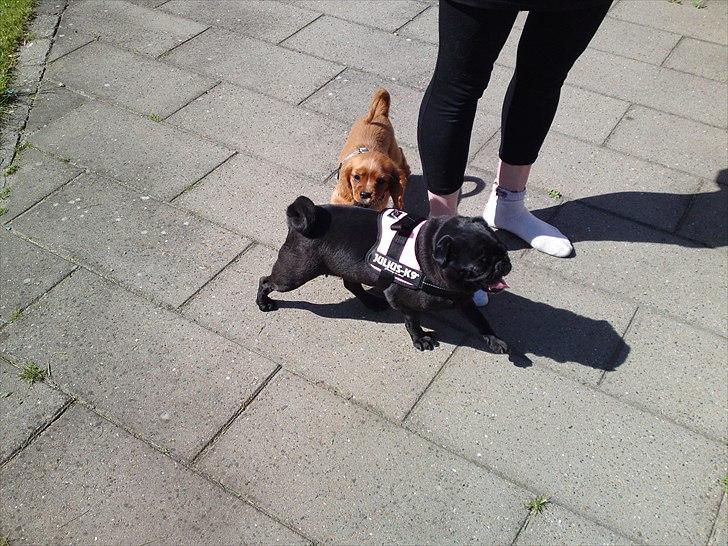 Mops Greenland's Emma billede 2