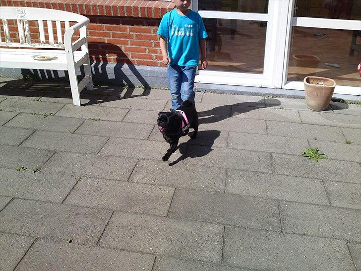 Mops Greenland's Emma billede 3