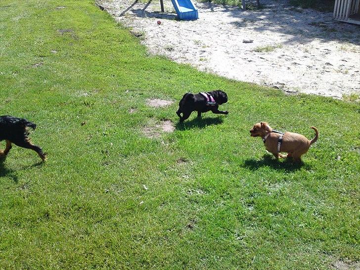 Mops Greenland's Emma billede 4