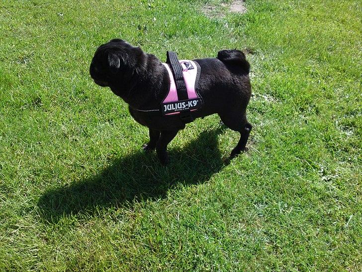 Mops Greenland's Emma billede 5