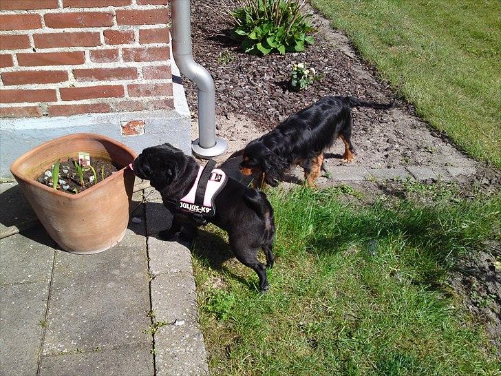 Mops Greenland's Emma billede 6