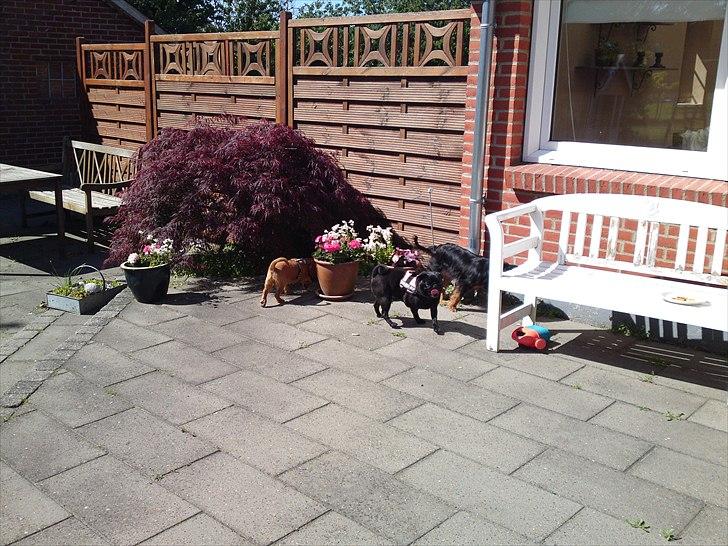 Mops Greenland's Emma billede 7