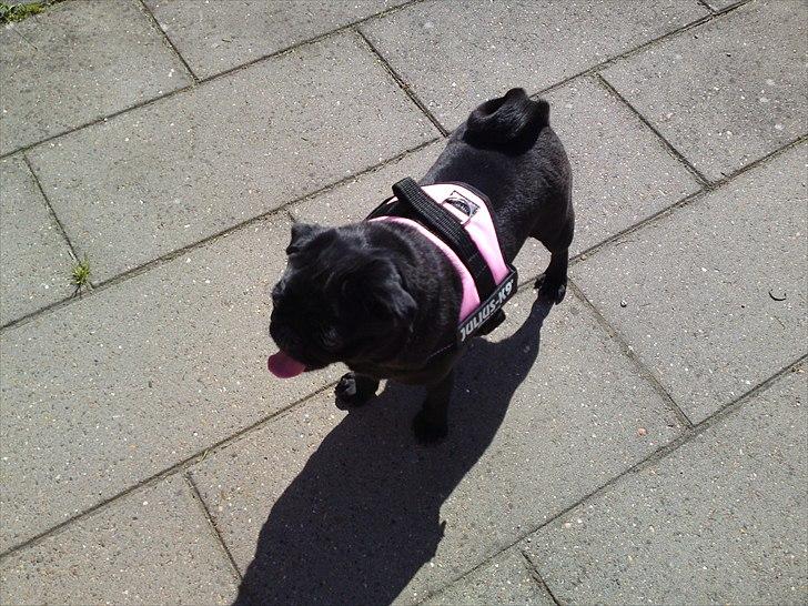 Mops Greenland's Emma billede 8