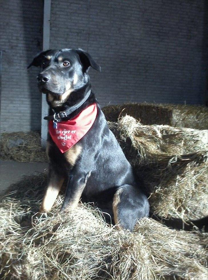 Blanding af racer max / maxi - skal laves på mors skulder blad som tattoo billede 10