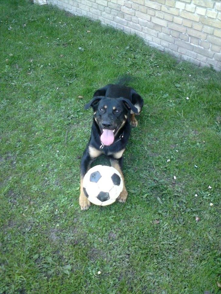 Blanding af racer max / maxi - elsker mine bolde billede 11