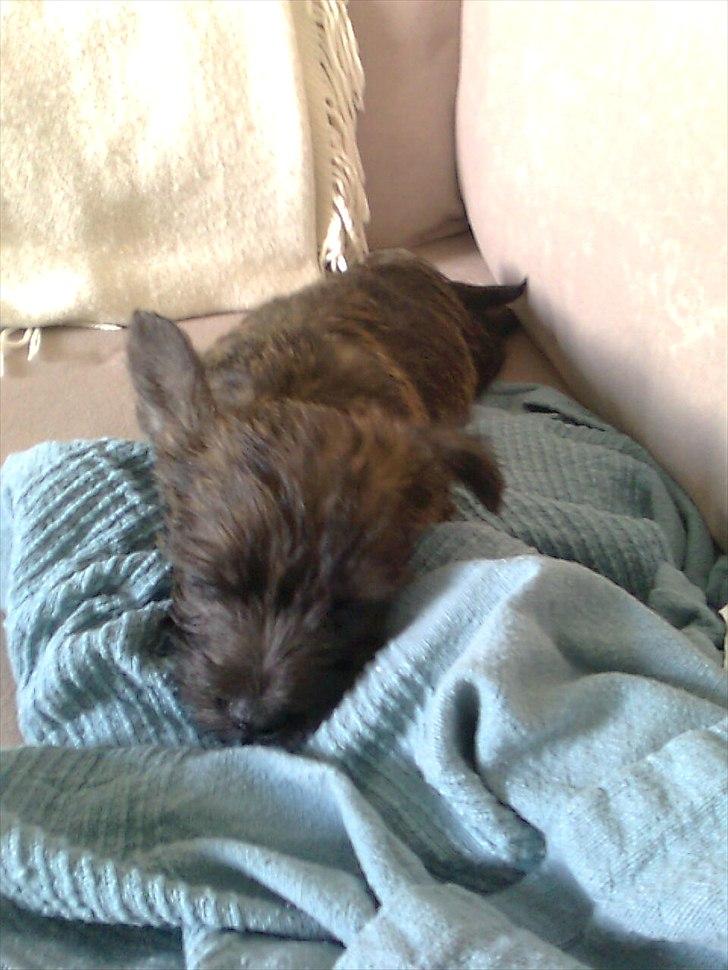 Cairn terrier Maya billede 18