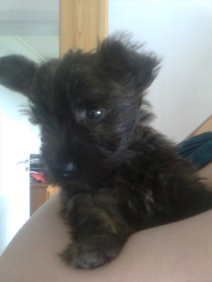 Cairn terrier Maya billede 19