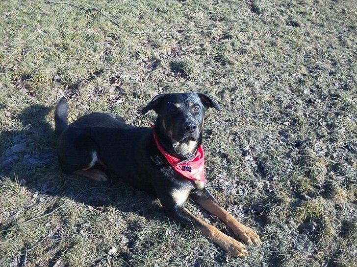 Blanding af racer max / maxi - jeg elsker at få taget billeder.. :) billede 12