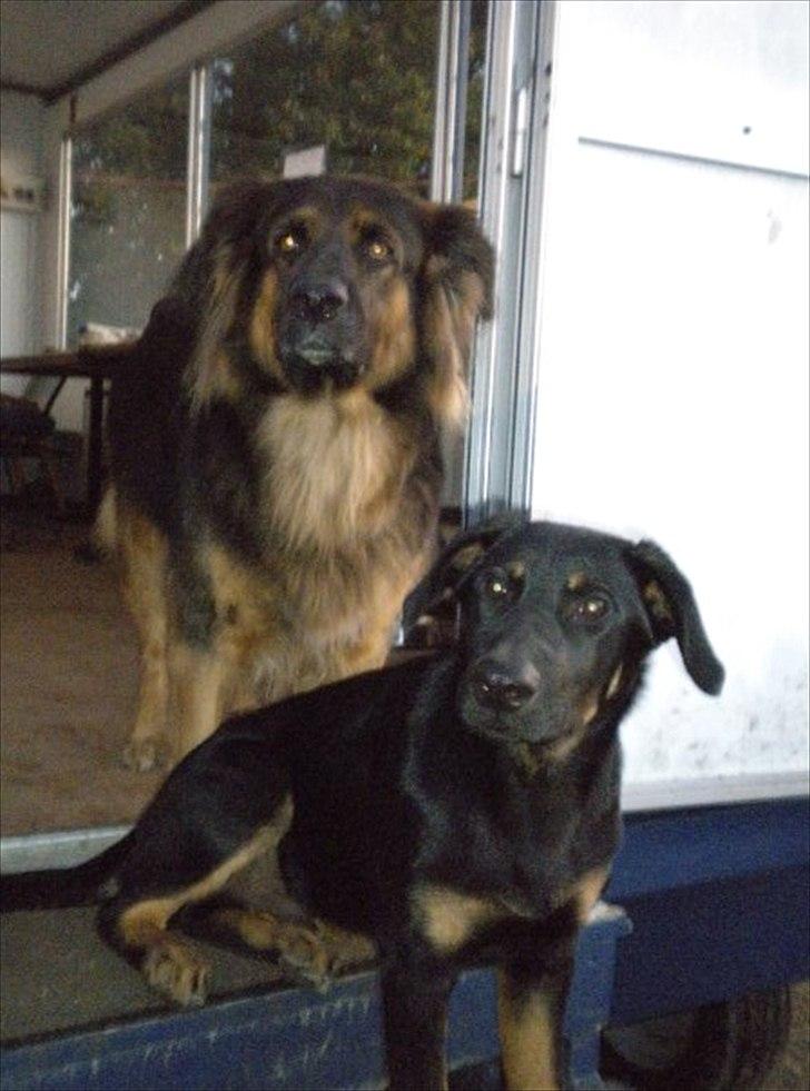 Blanding af racer max / maxi - det her er min "hundemor" efter jeg flyttede hjem til min mor..  billede 13