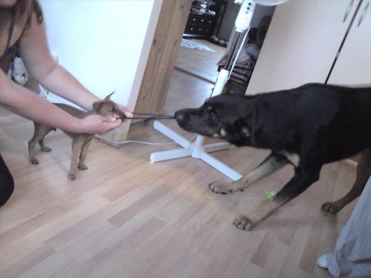 Blanding af racer max / maxi - ved godt den lille er slap mor og skal nok være rolig men det der er snyd!! billede 14