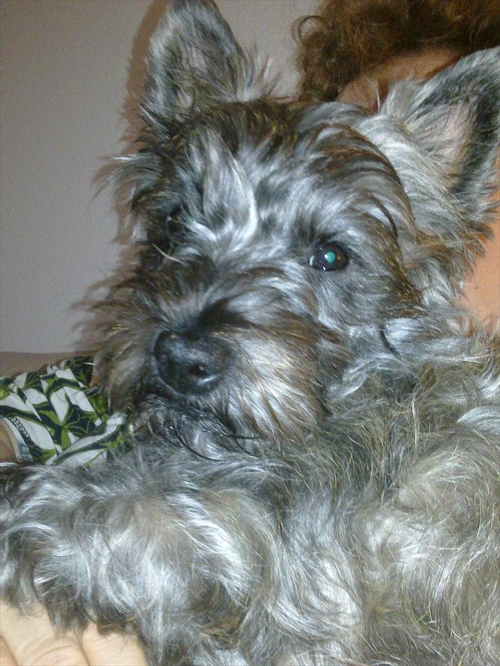 Cairn terrier Maya billede 20