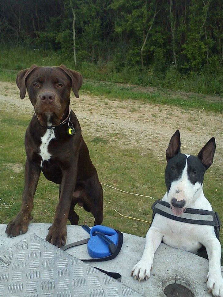 Blanding af racer Basse - Snart 8 måneder Basse sammen med store søster Nikki :D billede 10