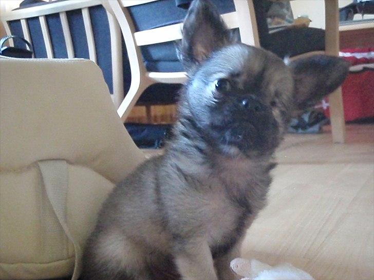 Chihuahua Kaptajn Amigo billede 3