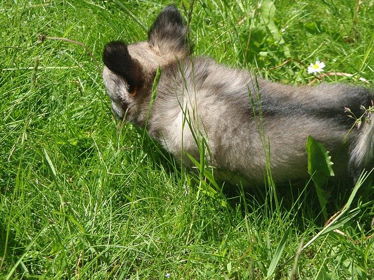 Chihuahua Kaptajn Amigo billede 4