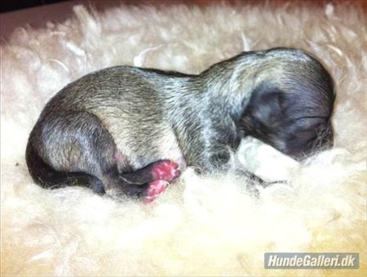 Chihuahua Kaptajn Amigo billede 5