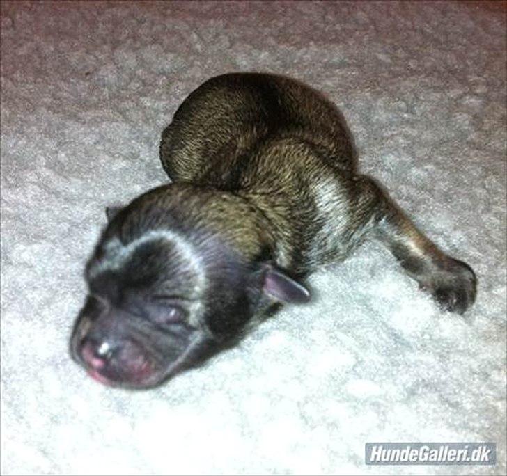 Chihuahua Kaptajn Amigo billede 6