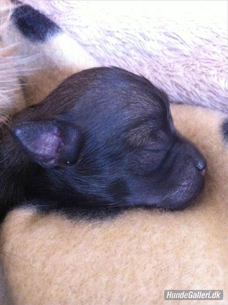 Chihuahua Kaptajn Amigo billede 7