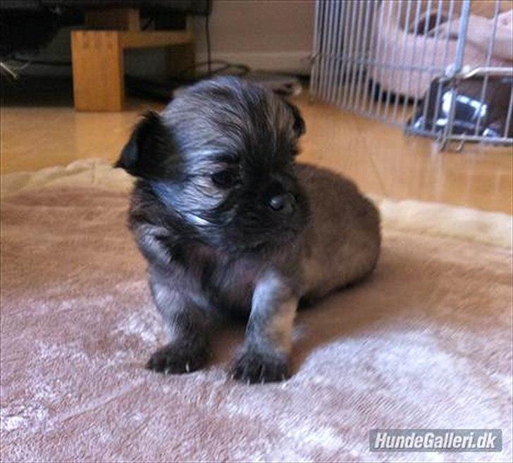 Chihuahua Kaptajn Amigo billede 8